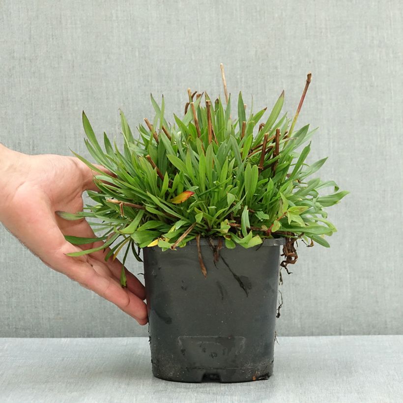 Ejemplar de Lychnis viscaria Plena Maceta 2L/3L entregado en verano