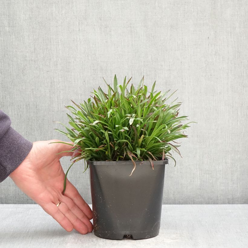 Lychnis viscaria Plena Maceta 2L/3L Ejemplar entregado en la primavera