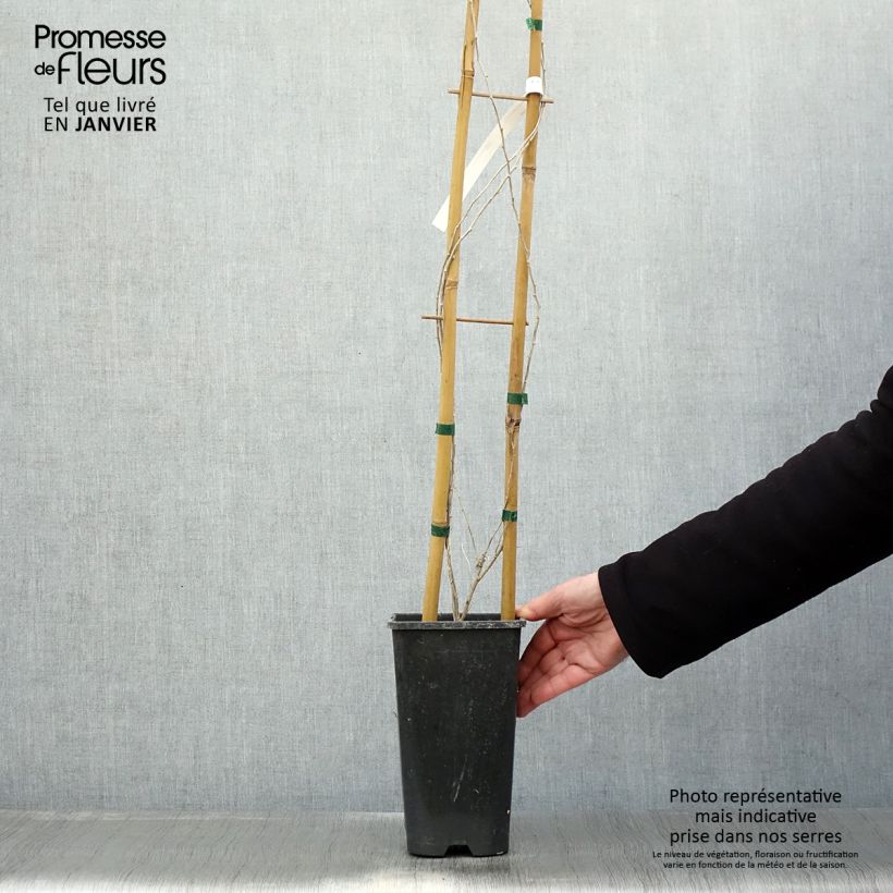 Goji - Lycium chinense Maceta 2L/3L Ejemplar entregado en invierno