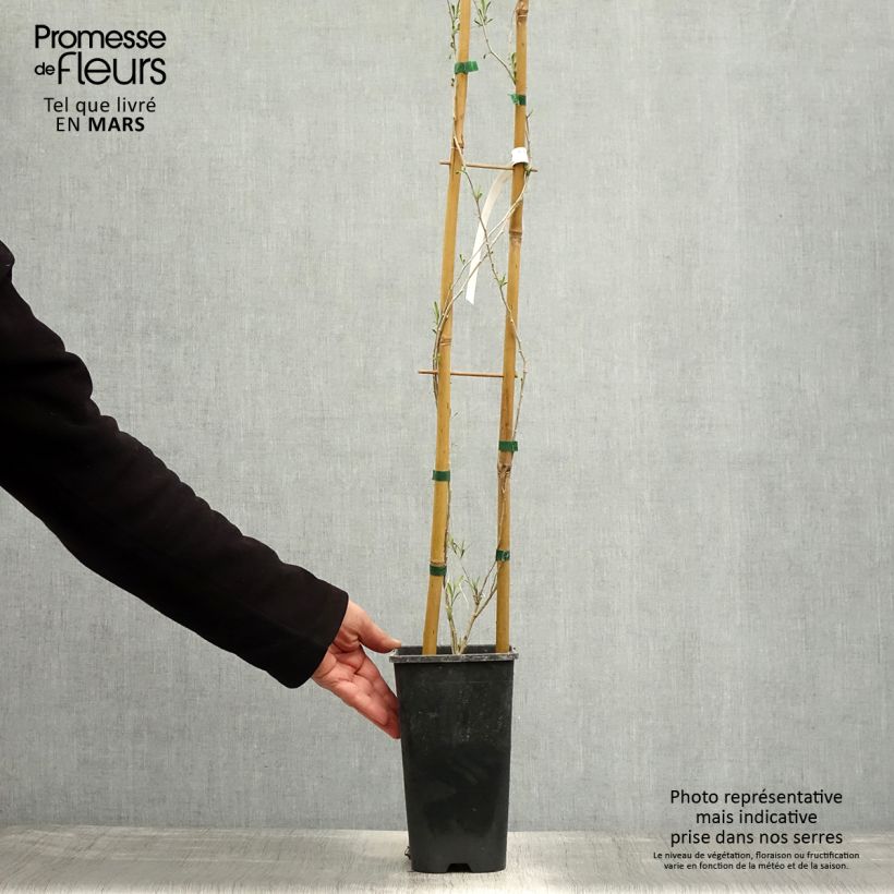 Goji - Lycium chinense Maceta 2L/3L Ejemplar entregado en la primavera