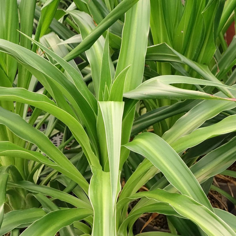 Beschorneria albiflora - Falso maguey pequeño (Follaje)