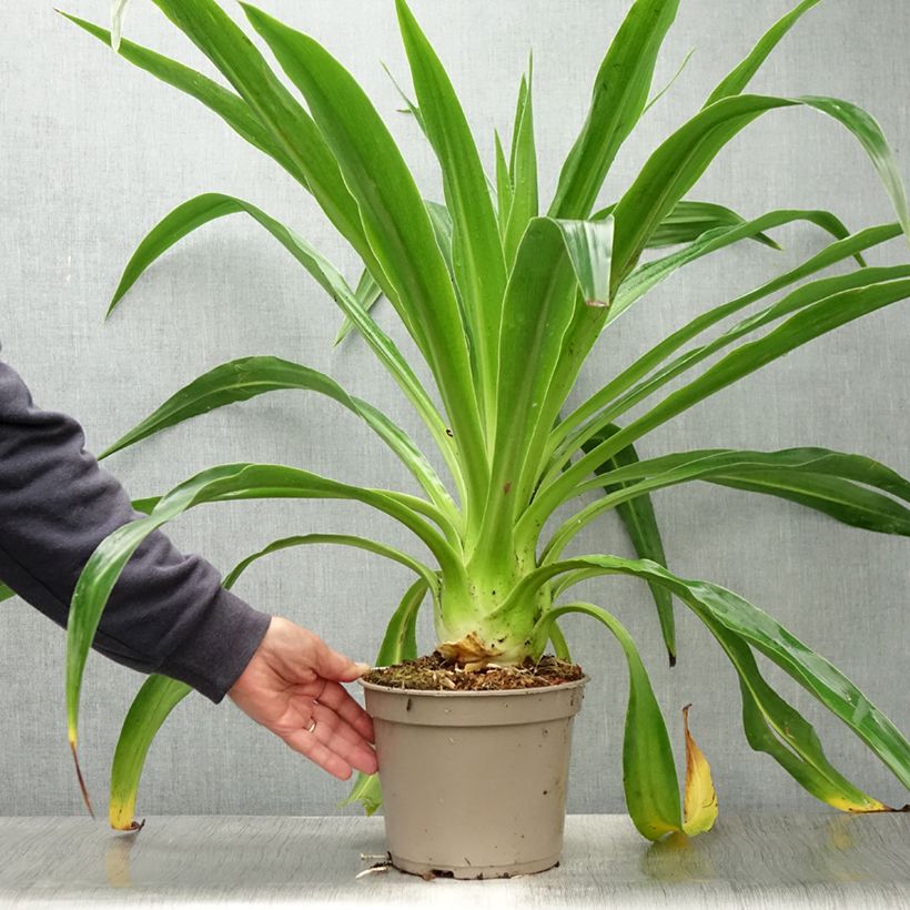 Ejemplar de Beschorneria albiflora - Falso maguey pequeño Maceta 3L/4L entregado en verano