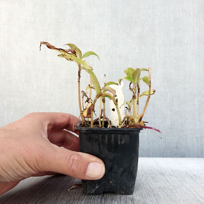 Ejemplar de Tricyrtis formosana Autumn Glow - Lirio sapo Maceta de 8/9 cm entregado en otoño