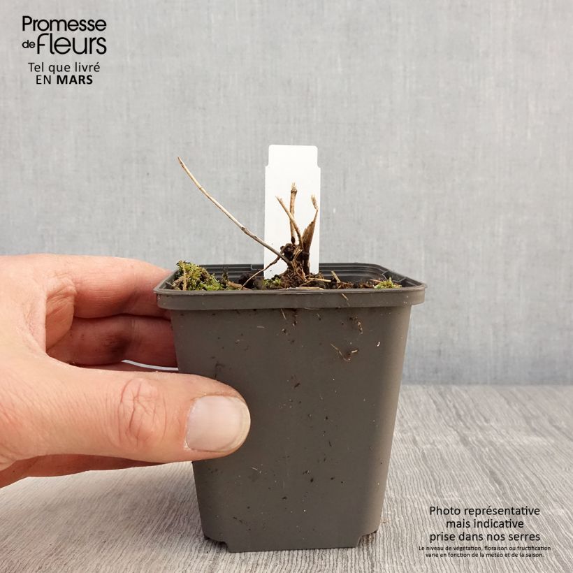 Tricyrtis formosana Dark Beauty - Lirio sapo Maceta de 8/9 cm Ejemplar entregado en la primavera