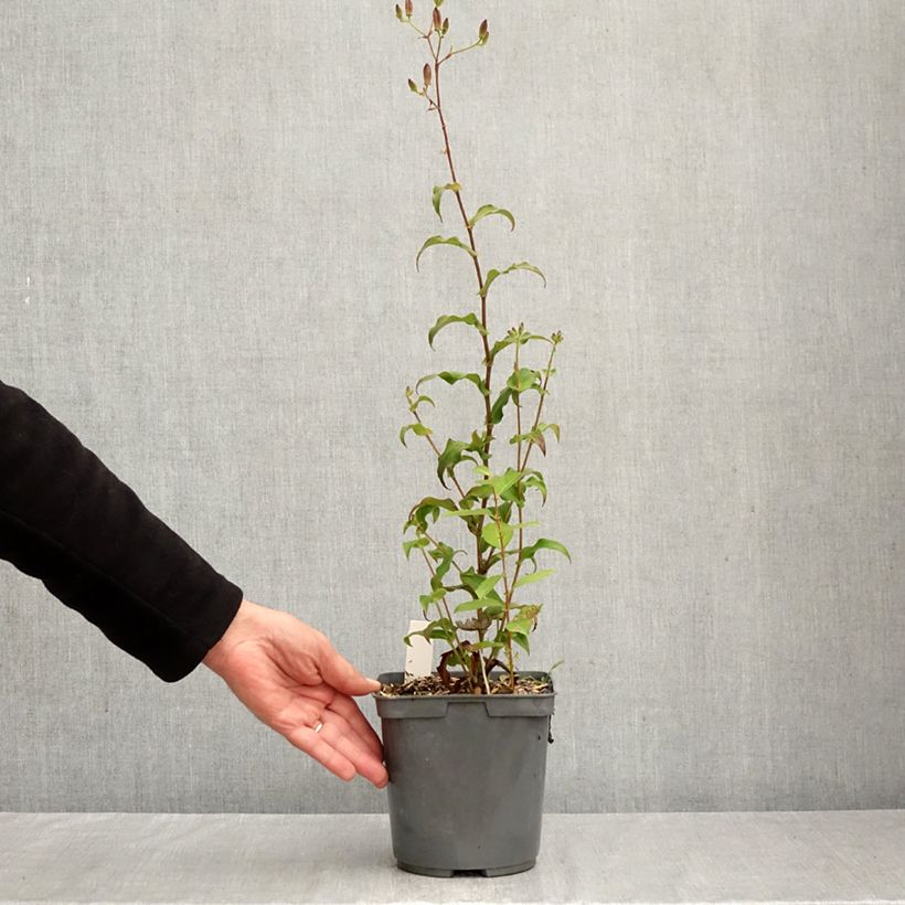 Ejemplar de Tricyrtis formosana Dark Beauty - Lirio sapo Maceta 2L/3L entregado en otoño