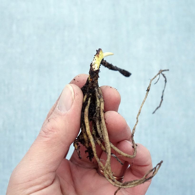 Tricyrtis formosana Dark Beauty - Lirio sapo Raíces desnudas Ejemplar entregado en invierno