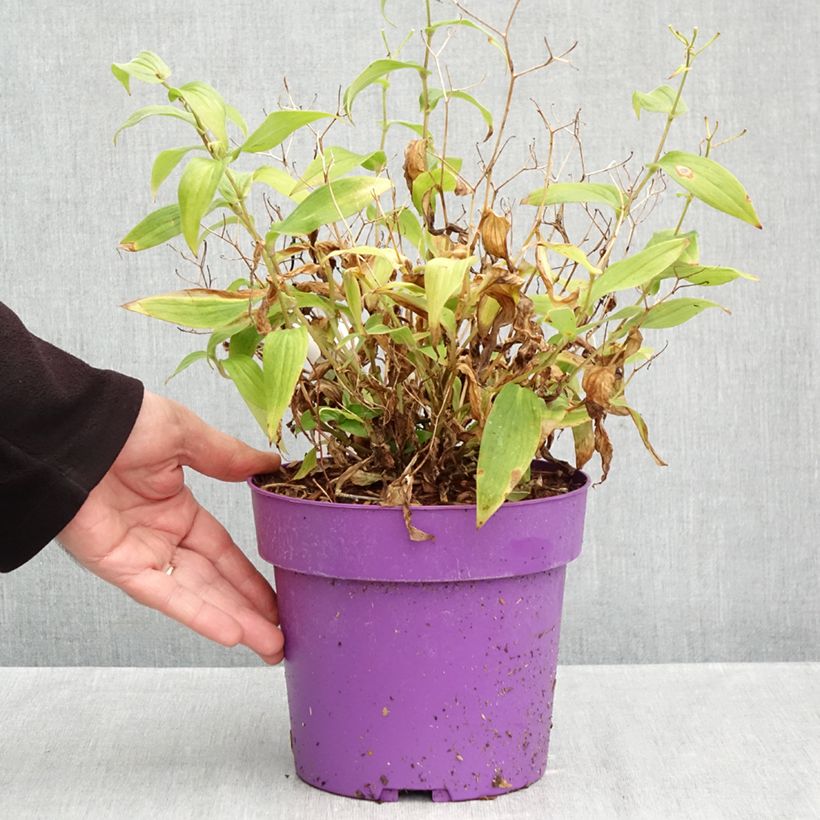 Ejemplar de Tricyrtis formosana Pink Freckles - Lirio sapo Maceta 2L/3L entregado en otoño
