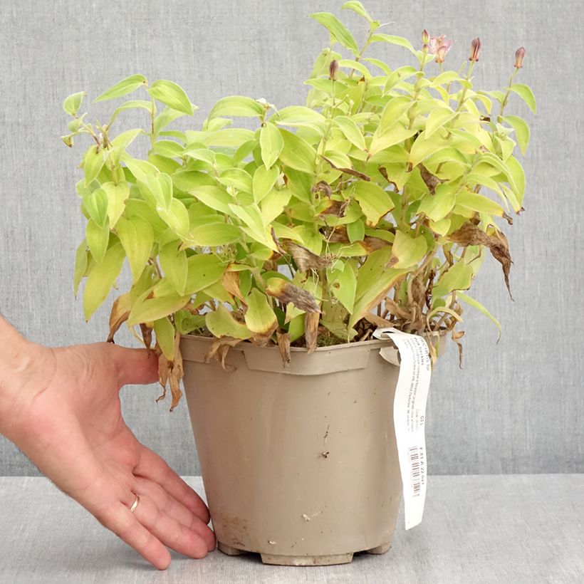 Ejemplar de Tricyrtis formosana Pink Freckles - Lirio sapo Maceta 2L/3L entregado en verano