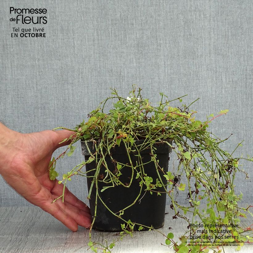 Ejemplar de Lysimachia nummularia Aurea Maceta 2L/3L entregado en otoño