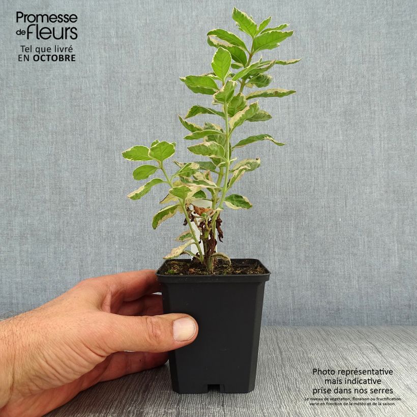 Ejemplar de Lysimachia punctata Alexander - Salicaria punteada Maceta de 8/9 cm entregado en otoño
