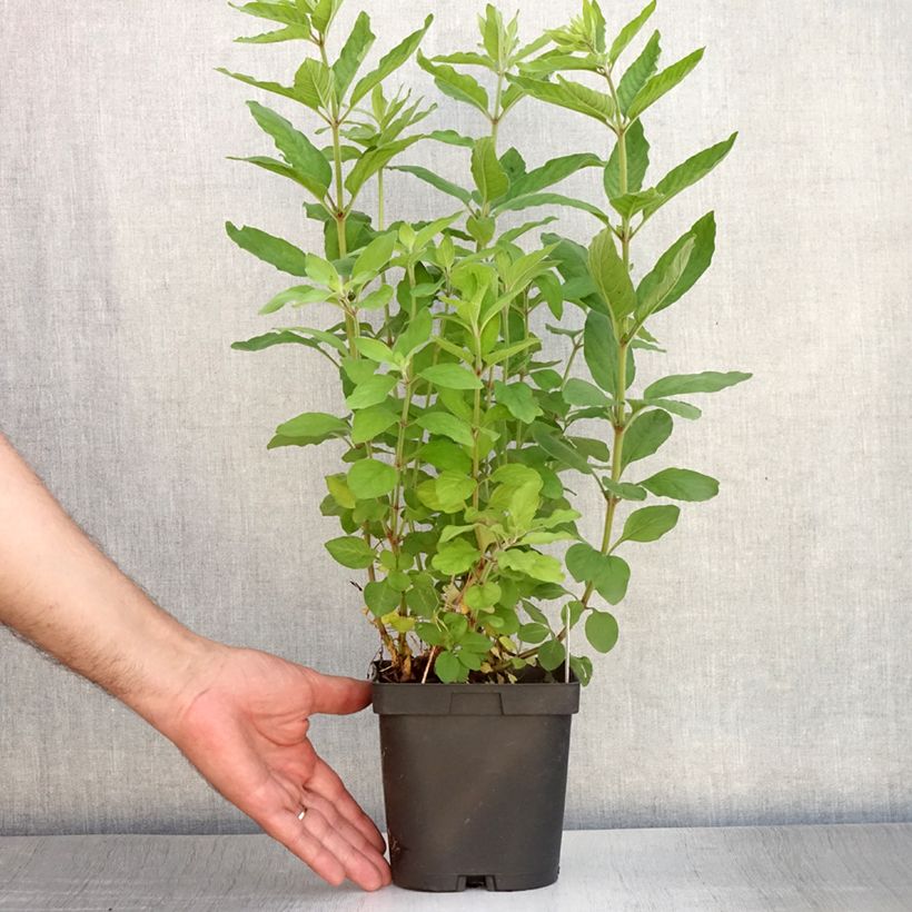 Ejemplar de Lysimachia punctata - Salicaria punteada Maceta 2L/3L entregado en verano
