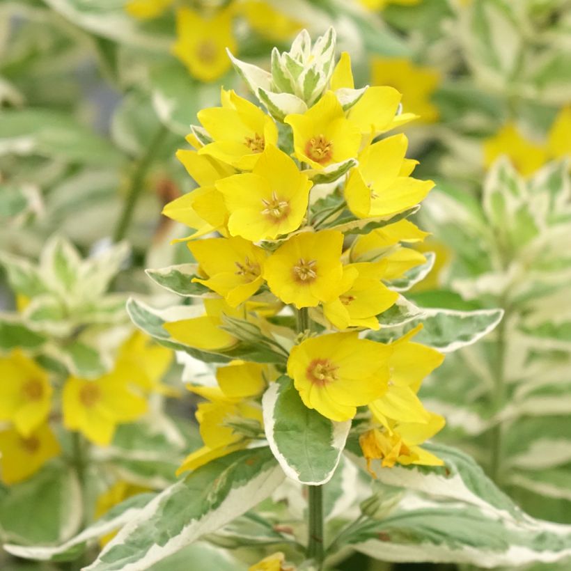 Lysimachia punctata Variegata - Salicaria punteada (Floración)
