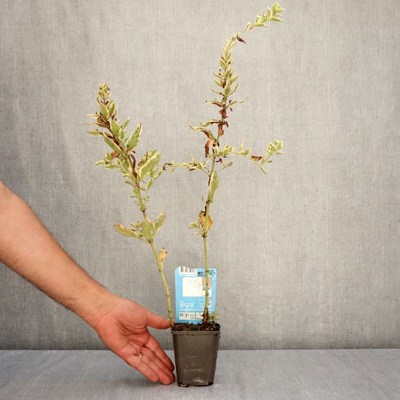 Ejemplar de Lysimachia punctata Variegata - Salicaria punteada Maceta de 8/9 cm entregado en otoño
