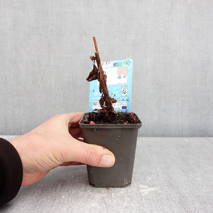 Lysimachia punctata Variegata - Salicaria punteada Maceta de 8/9 cm Ejemplar entregado en invierno