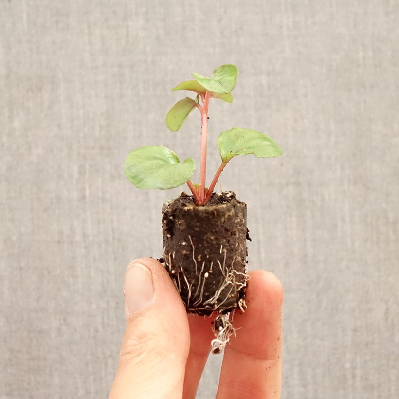 Lysimachia christinae Sunburst minicepellón: Ø 3/4 cm Ejemplar entregado en la primavera