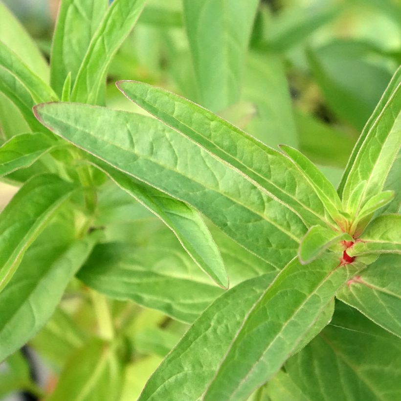 Lysimachia thyrsiflora (Follaje)