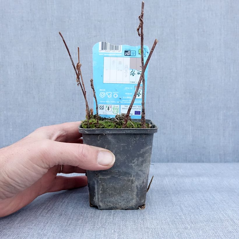 Lysimachia thyrsiflora Maceta de 8/9 cm Ejemplar entregado en invierno