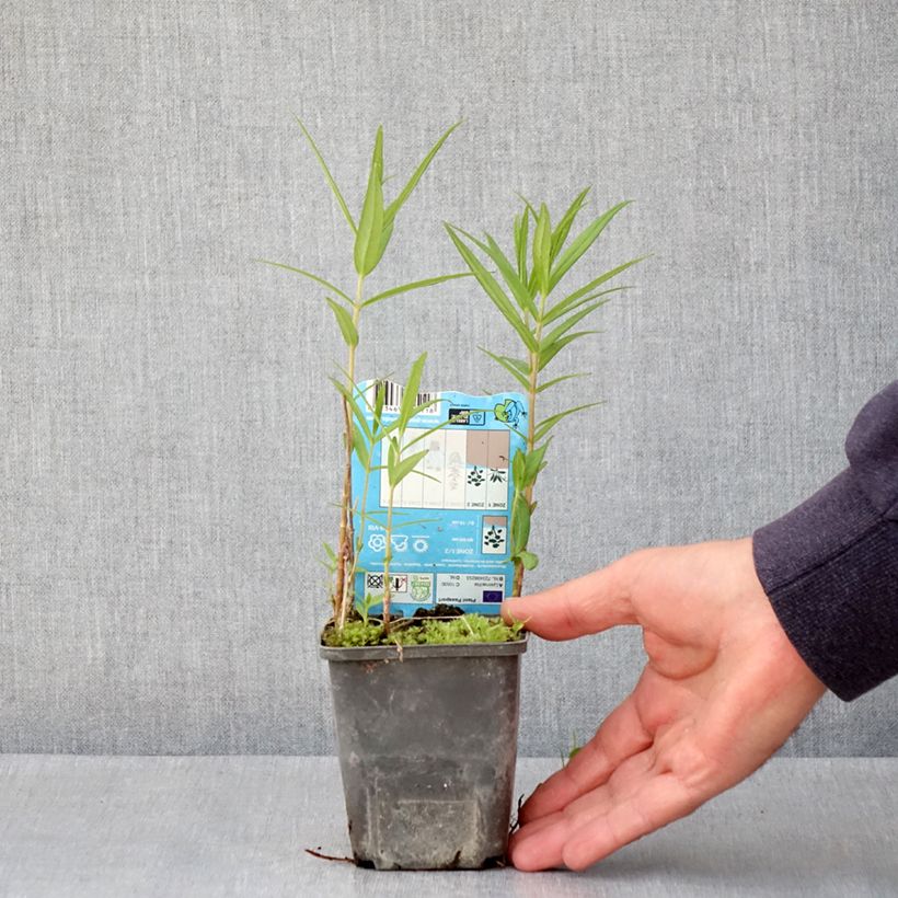 Lysimachia thyrsiflora Maceta de 8/9 cm Ejemplar entregado en la primavera