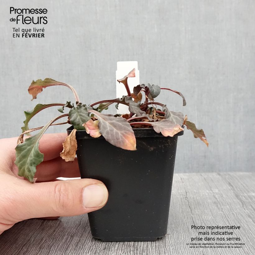 Lysimachia atropurpurea Beaujolais Maceta de 8/9 cm Ejemplar entregado en invierno