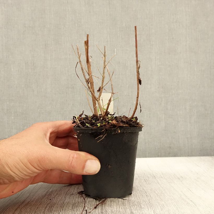 Ejemplar de Lythrum virgatum Dropmore Purple - Salicaria de la varita Maceta de 8/9 cm entregado en otoño