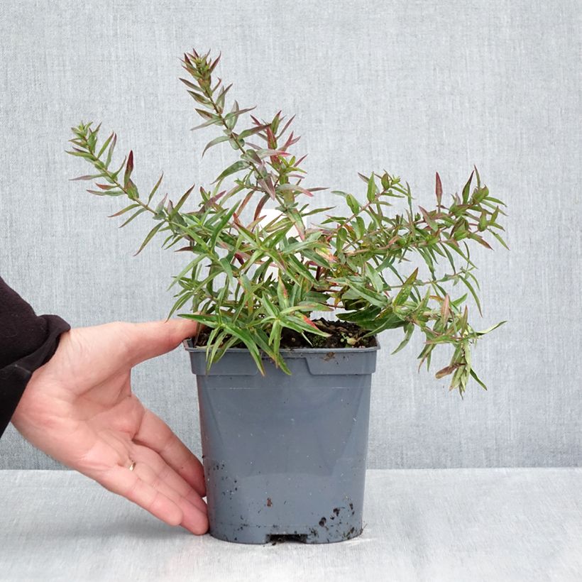 Ejemplar de Lythrum virgatum Dropmore Purple - Salicaria de la varita Maceta 2L/3L entregado en otoño