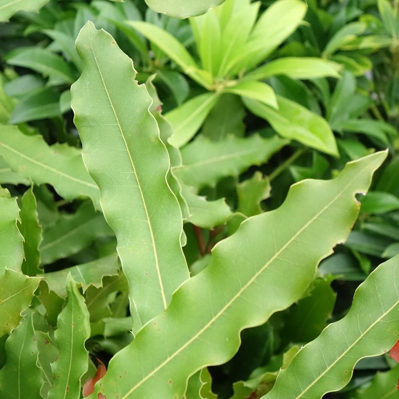Macadamia integrifolia x tetraphylla Beaumont - árbol de la nuez de macadamia (Follaje)
