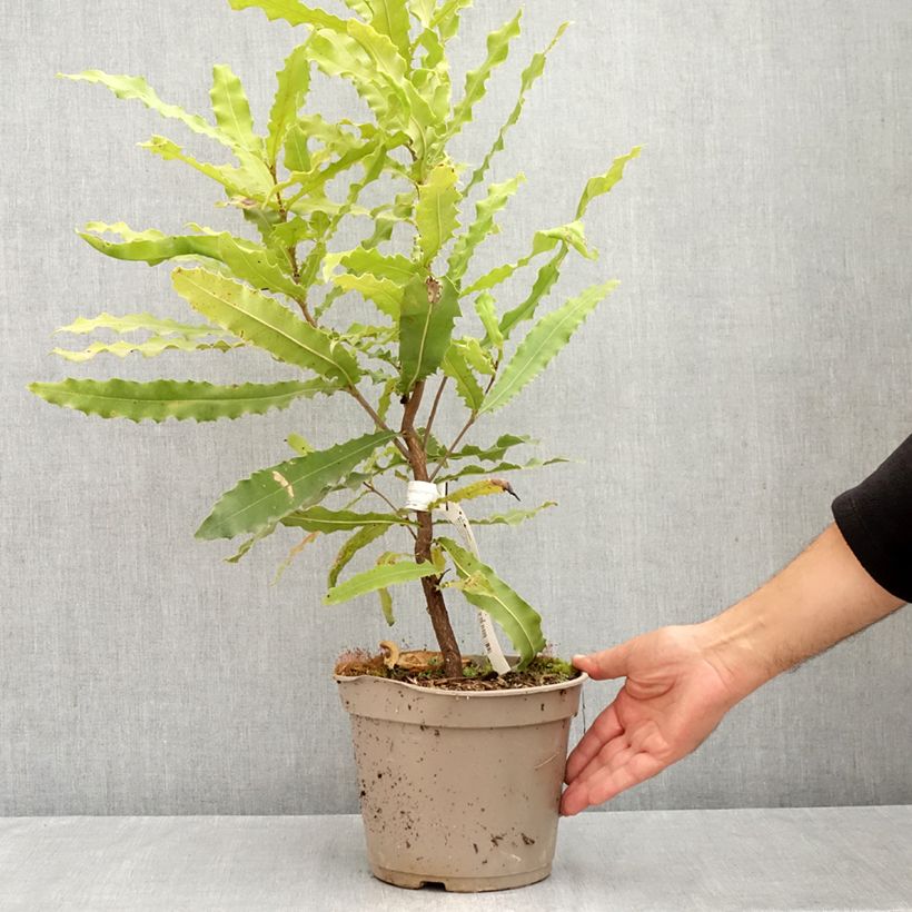 Ejemplar de Macadamia integrifolia x tetraphylla Beaumont - árbol de la nuez de macadamia Maceta 4L/5L entregado en verano