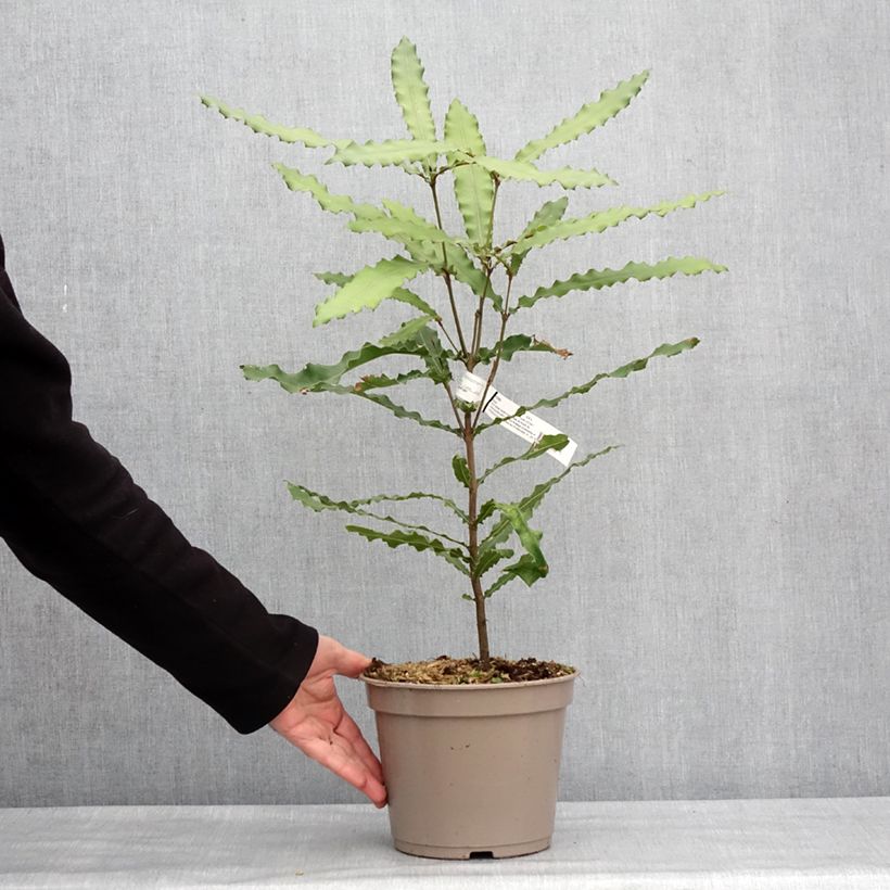 Macadamia integrifolia x tetraphylla Beaumont - árbol de la nuez de macadamia Maceta 4L/5L Ejemplar entregado en invierno