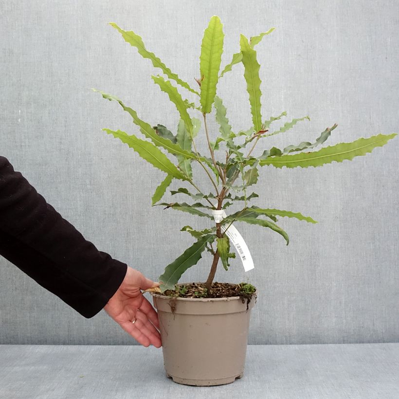 Macadamia integrifolia x tetraphylla Beaumont - árbol de la nuez de macadamia Maceta 4L/5L Ejemplar entregado en la primavera