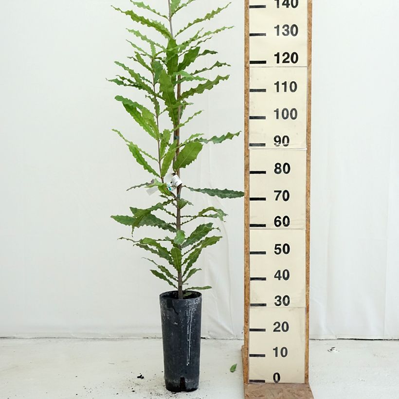 Ejemplar de Macadamia integrifolia - árbol de la nuez de macadamia Maceta 4L/5L entregado en otoño