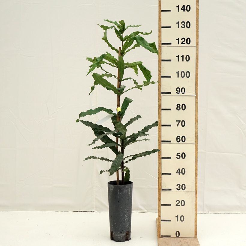 Macadamia integrifolia - árbol de la nuez de macadamia Maceta 4L/5L Ejemplar entregado en la primavera
