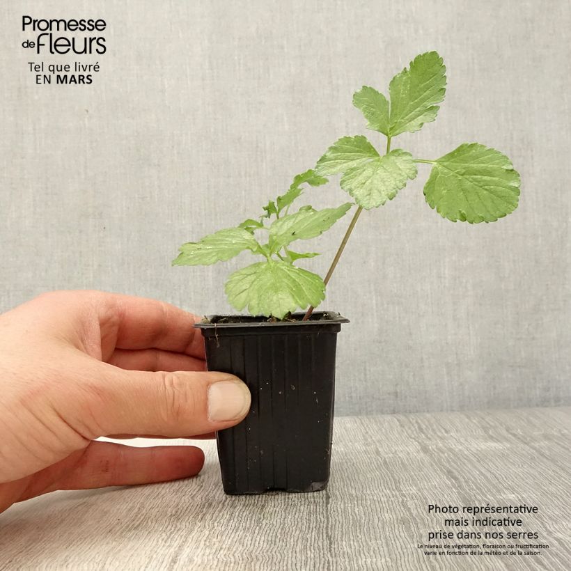 Apio caballar​ - Smyrnium olusatrum Maceta de 7/8 cm Ejemplar entregado en la primavera