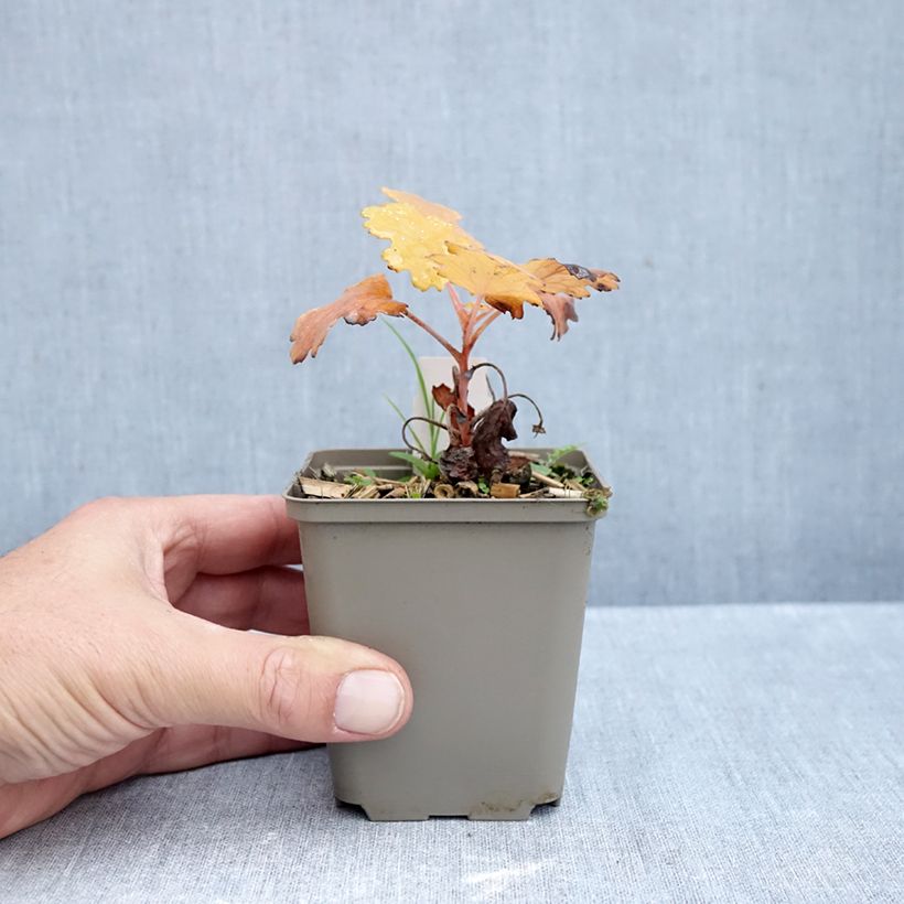 Ejemplar de Macleaya microcarpa Kelway's Coral Plume Maceta de 8/9 cm entregado en otoño