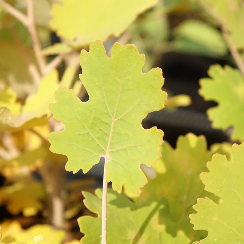 Macleaya microcarpa Kelway's Coral Plume (Follaje)