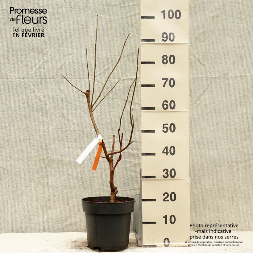 Magnolia acuminata Blue Baby Maceta 6L/7L Ejemplar entregado en invierno