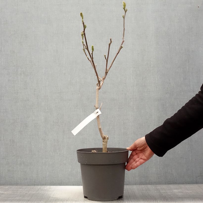 Magnolia acuminata Blue Baby Maceta 6L/7L Ejemplar entregado en la primavera