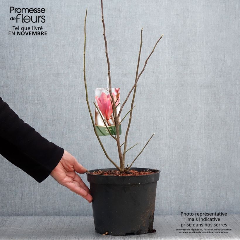 Ejemplar de Magnolia Betty Maceta 4L/5L entregado en otoño