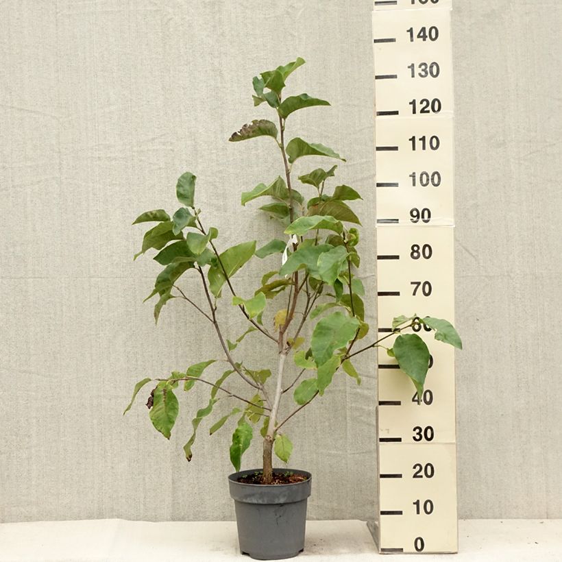 Ejemplar de Magnolia brooklynensis Black Beauty Maceta 6L/7L entregado en verano