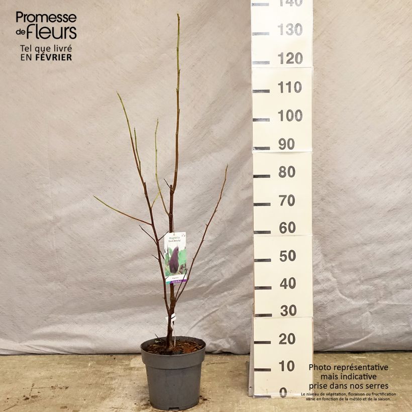 Magnolia brooklynensis Black Beauty Maceta 6L/7L Ejemplar entregado en invierno