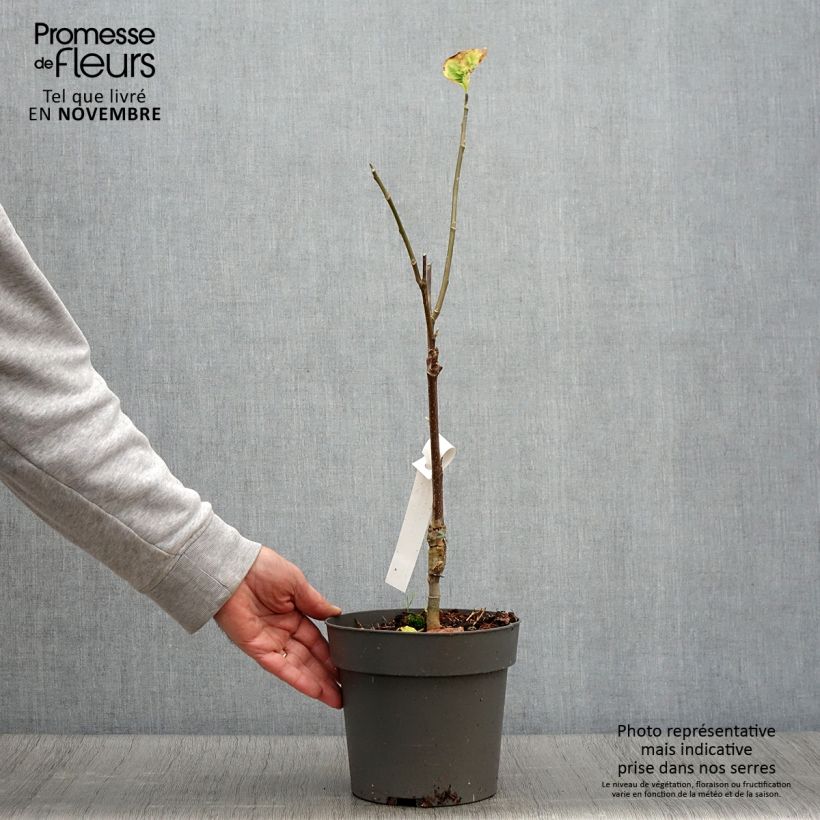 Ejemplar de Magnolia brooklynensis Yellow Bird Maceta 3L/4L entregado en otoño
