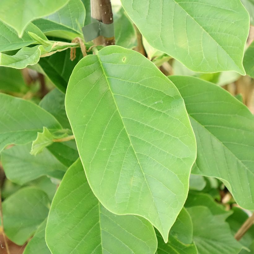 Magnolia Daybreak (Follaje)