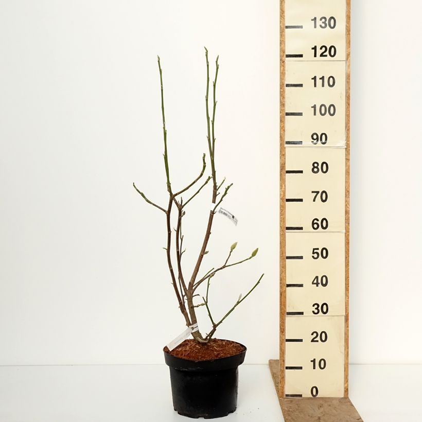 Magnolia Daybreak Maceta 7,5L/10L Ejemplar entregado en invierno