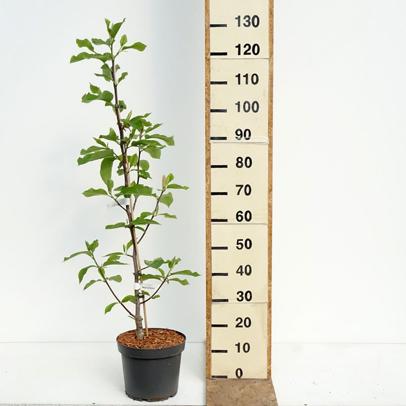Magnolia Daybreak Maceta 7,5L/10L Ejemplar entregado en la primavera