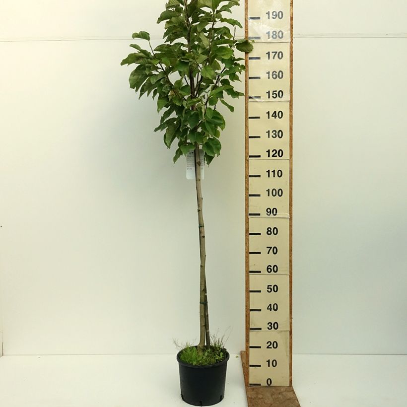 Ejemplar de Magnolia denudata Double Diamond - Yulan Maceta 7,5L/10L entregado en verano