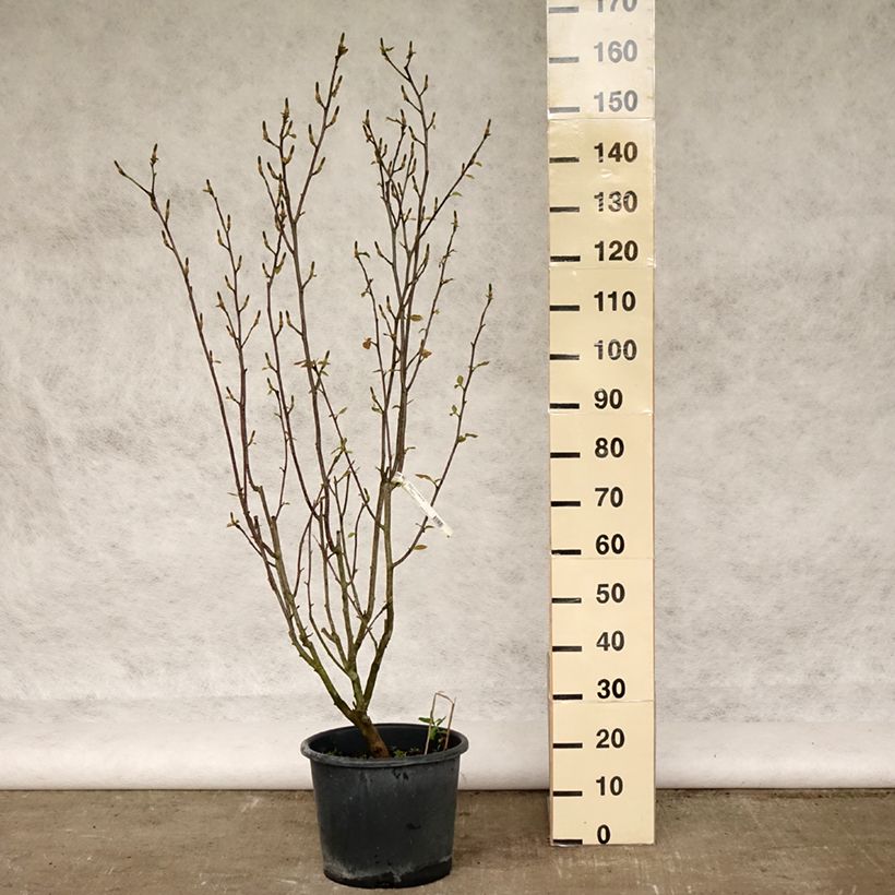 Magnolia denudata Festirose - Yulan Maceta 7,5L/10L Ejemplar entregado en la primavera