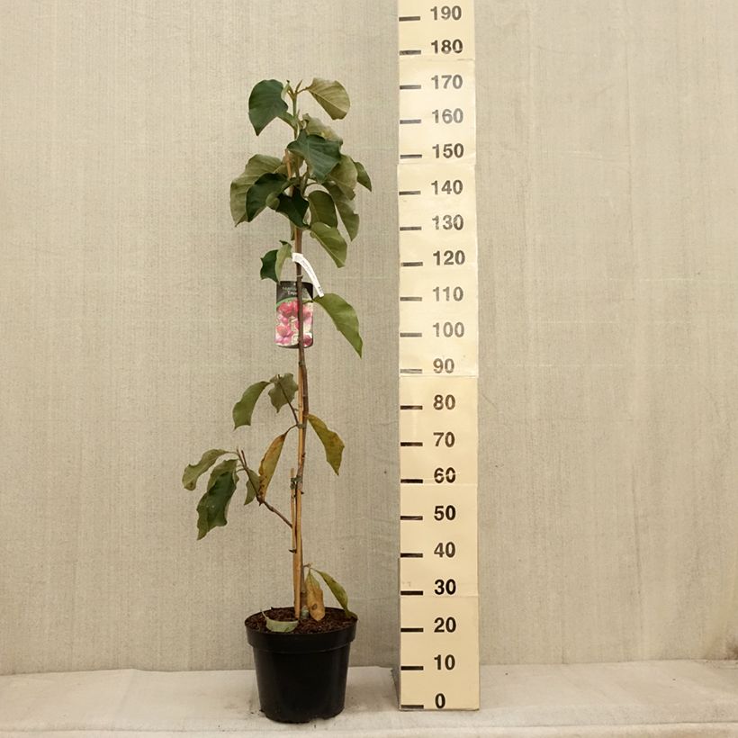 Ejemplar de Magnolia soulangeana Emperor Maceta 7,5L/10L entregado en otoño