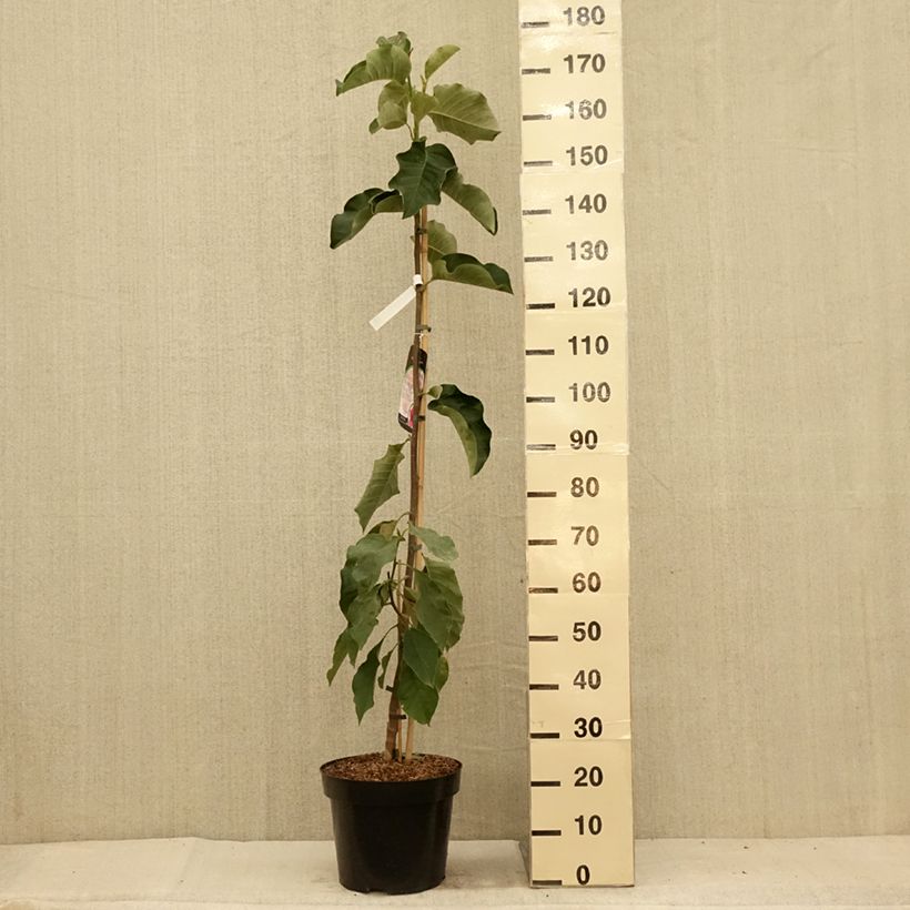 Ejemplar de Magnolia soulangeana Emperor Maceta 7,5L/10L entregado en verano