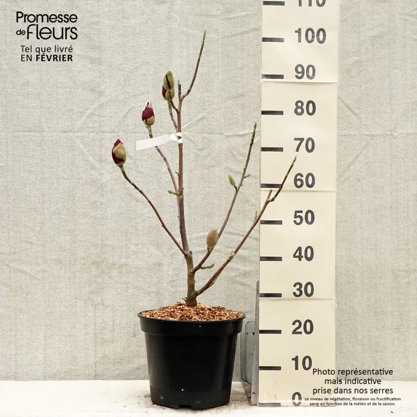 Magnolia soulangeana Emperor Maceta 7,5L/10L Ejemplar entregado en invierno