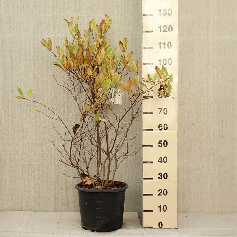 Ejemplar de Magnolia stellata Waterlily - Magnolia estrellada Maceta 7,5L/10L entregado en otoño