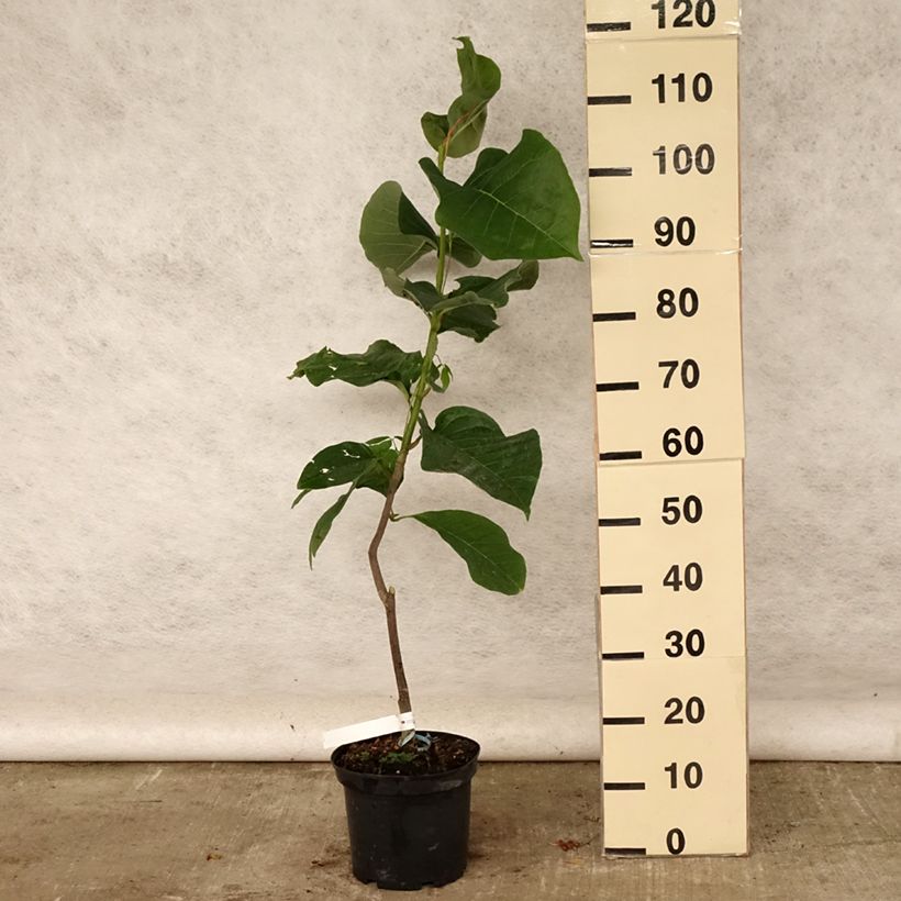 Ejemplar de Magnolia Felix Jury Maceta 4L/5L entregado en verano